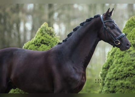 Westfalisk häst, Hingst, 3 år, 167 cm, Svart