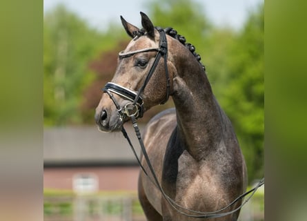 Westfalisk häst, Hingst, 3 år, 168 cm, Brun