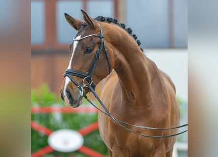 Westfalisk häst, Hingst, 3 år, 169 cm, Brun