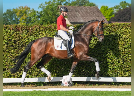 Westfalisk häst, Hingst, 3 år, 179 cm, Brun