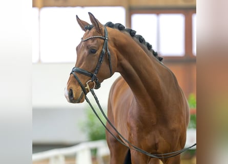 Westfalisk häst, Hingst, 4 år, 168 cm, Brun