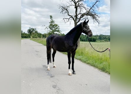 Westfalisk häst, Hingst, 4 år, 172 cm, Mörkbrun