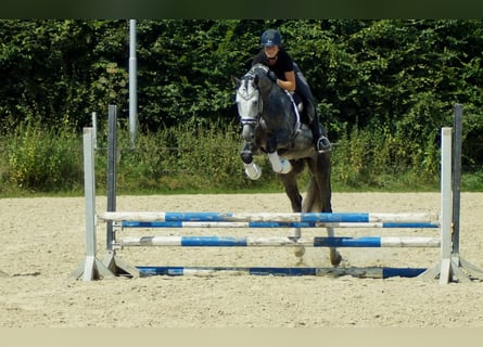 Westfalisk häst, Hingst, 6 år, Grå