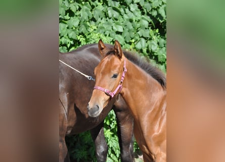 Westfalisk häst, Hingst, Föl (04/2024), 169 cm, Brun