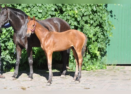 Westfalisk häst, Hingst, Föl (04/2024), 169 cm, Brun