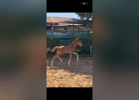 Westfalisk häst, Hingst, Föl (05/2024), 170 cm