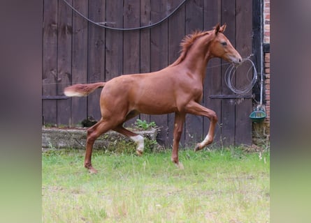 Westfalisk häst, Hingst, Föl (02/2024), 170 cm, fux