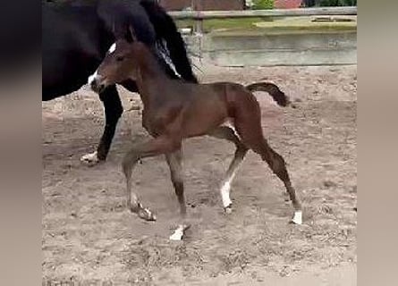 Westfalisk häst, Hingst, Föl (06/2024), 170 cm, Mörkbrun