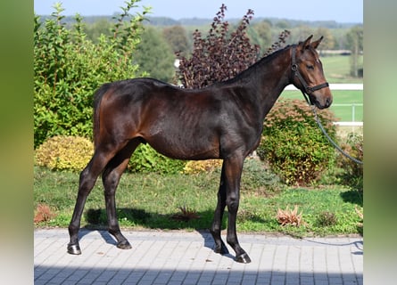 Westfalisk häst, Hingst, Föl (02/2024), 170 cm, Mörkbrun