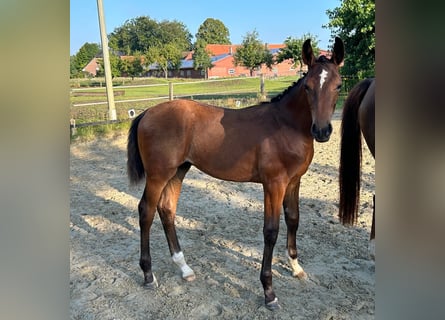 Westfalisk häst, Hingst, Föl (03/2024), 172 cm, Brun