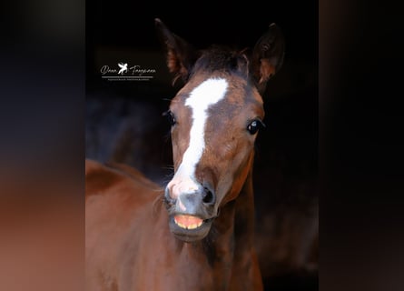 Westfalisk häst, Hingst, Föl (05/2024), Brun