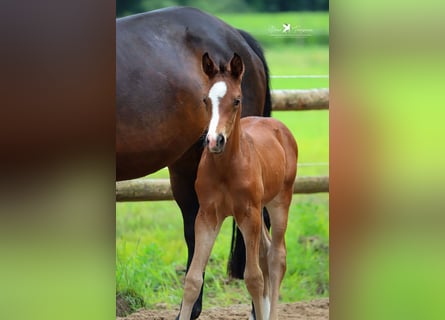 Westfalisk häst, Hingst, Föl (05/2024), Brun