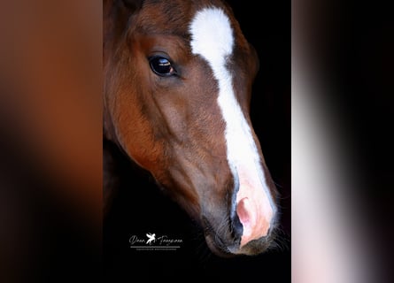 Westfalisk häst, Hingst, Föl (05/2024), Brun