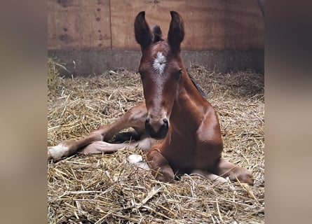 Westfalisk häst, Hingst, Föl (07/2024), Brun