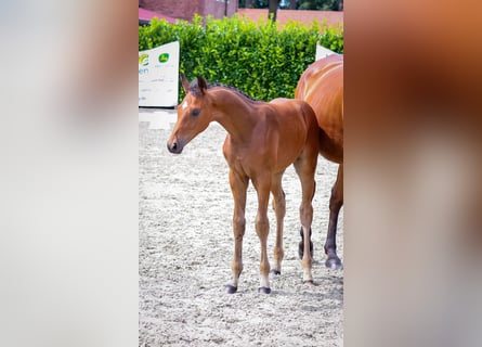 Westfalisk häst, Hingst, Föl (04/2024), Brun