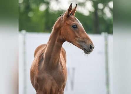 Westfalisk häst, Hingst, Föl (04/2024), Brun