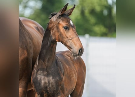 Westfalisk häst, Hingst, Föl (06/2024), Brun