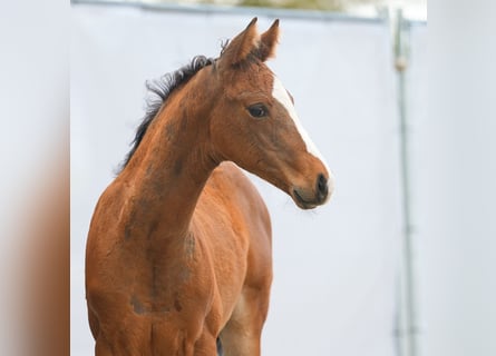 Westfalisk häst, Hingst, Föl (02/2024), Brun