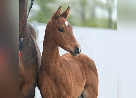 Westfalisk häst, Hingst, Föl (03/2024), Brun