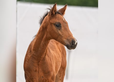 Westfalisk häst, Hingst, Föl (04/2024), Brun