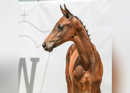 Westfalisk häst, Hingst, Föl (03/2024), Brun