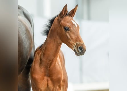 Westfalisk häst, Hingst, Föl (05/2024), Brun