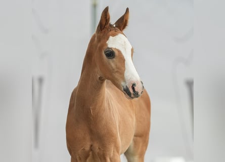 Westfalisk häst, Hingst, Föl (05/2024), Brun