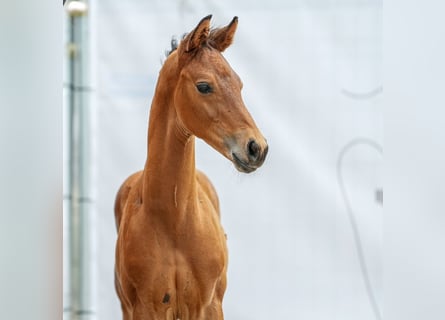 Westfalisk häst, Hingst, Föl (04/2024), Brun