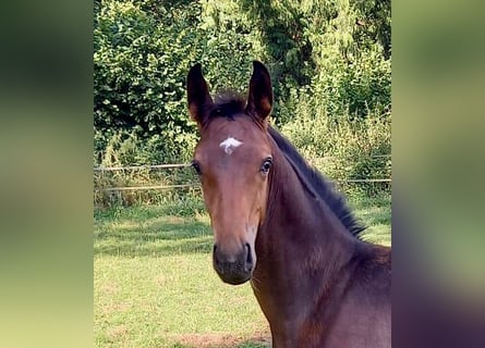 Westfalisk häst, Hingst, Föl (04/2024), Brun