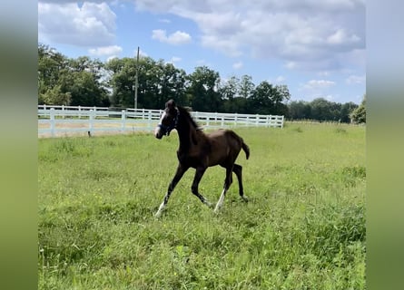 Westfalisk häst, Hingst, Föl (05/2024), Brun