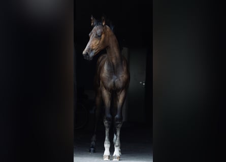 Westfalisk häst, Hingst, Föl (04/2023), Brun