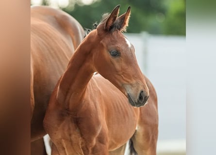 Westfalisk häst, Hingst, Föl (06/2024), Brun