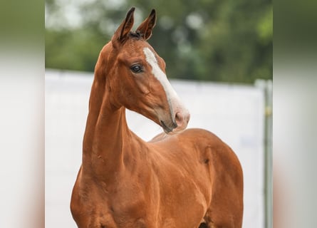 Westfalisk häst, Hingst, Föl (05/2024), Brun