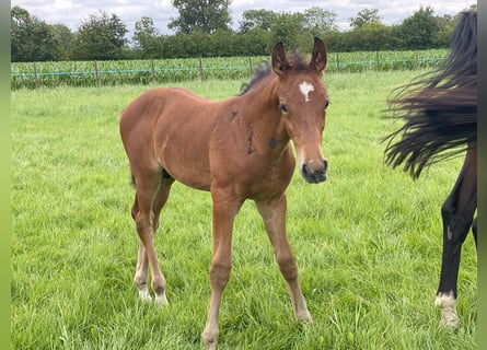 Westfalisk häst, Hingst, Föl (05/2024), Brun