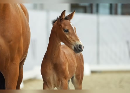 Westfalisk häst, Hingst, Föl (06/2024), Brun