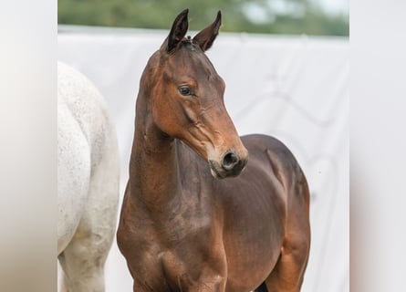 Westfalisk häst, Hingst, Föl (04/2024), Brun