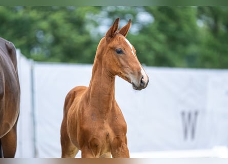 Westfalisk häst, Hingst, Föl (04/2023), Brun