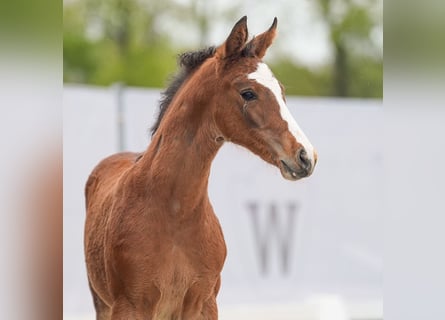 Westfalisk häst, Hingst, Föl (03/2024), Brun