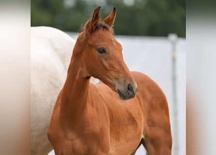 Westfalisk häst, Hingst, Föl (05/2024), Brun