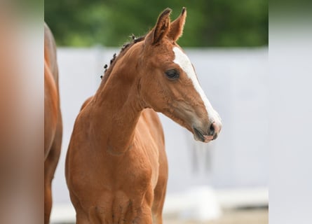 Westfalisk häst, Hingst, Föl (04/2024), Brun