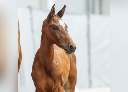 Westfalisk häst, Hingst, Föl (05/2024), Brun