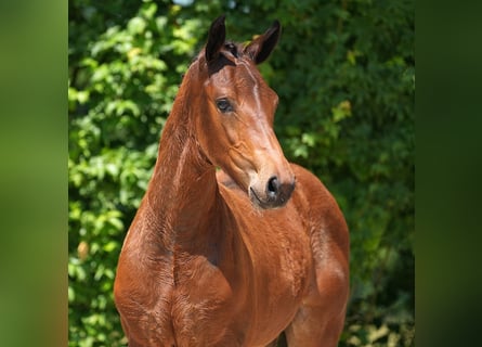 Westfalisk häst, Hingst, Föl (03/2024), Brun