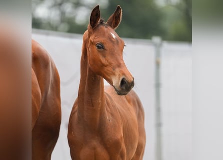 Westfalisk häst, Hingst, Föl (03/2024), Brun