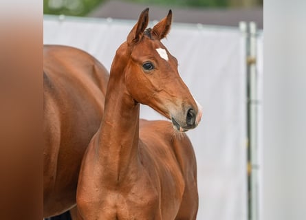 Westfalisk häst, Hingst, Föl (04/2024), Brun