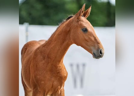 Westfalisk häst, Hingst, Föl (03/2024), Brun