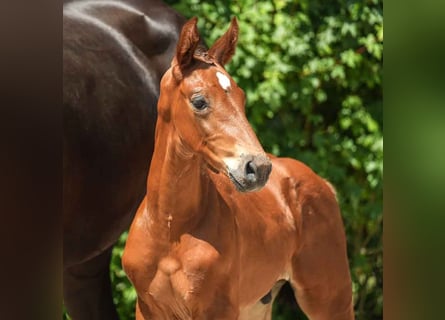 Westfalisk häst, Hingst, Föl (05/2024), Brun