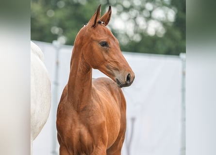 Westfalisk häst, Hingst, Föl (04/2024), Brun