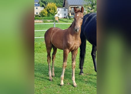 Westfalisk häst, Hingst, Föl (06/2024), fux