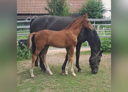 Westfalisk häst, Hingst, Föl (06/2024), fux