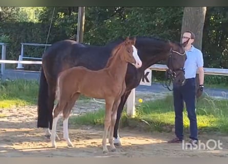 Westfalisk häst, Hingst, Föl (05/2024), fux